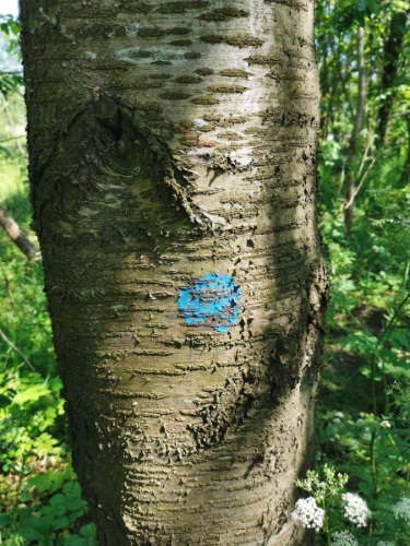 boom met markering