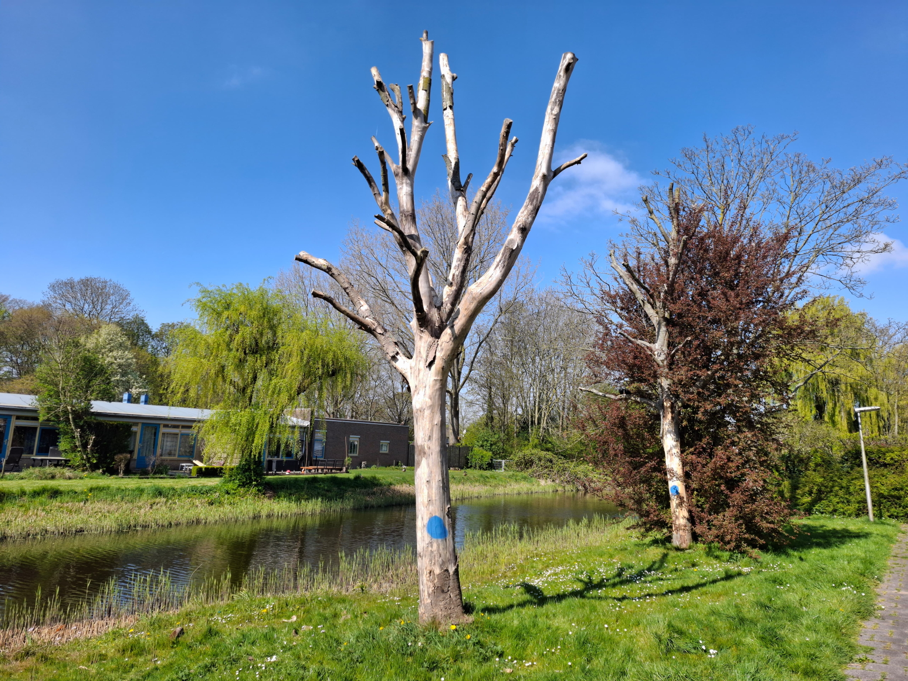 Vanaf 5 mei worden er bomen gekapt in de gemeente