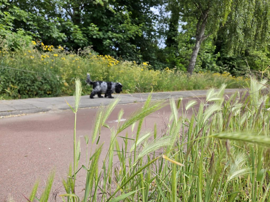 Grasaren en honden