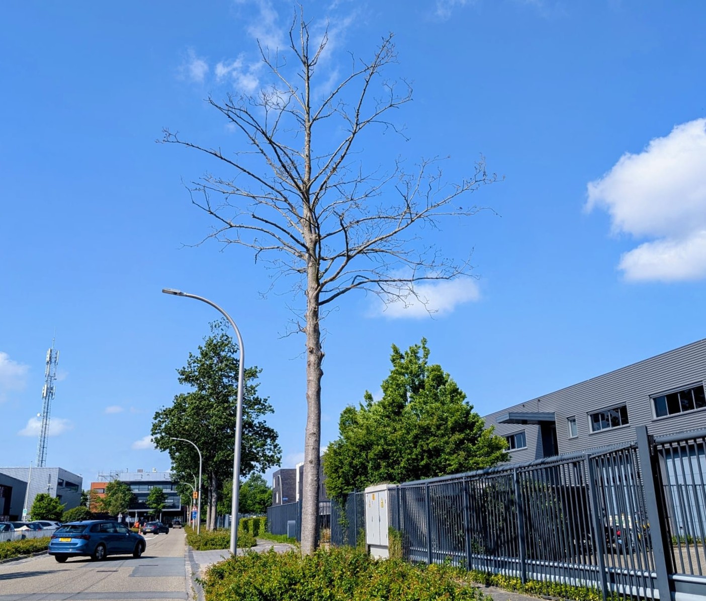 Start kappen 33 bomen