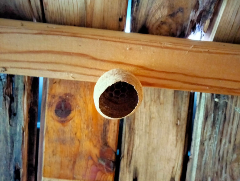 Help mee bij opsporen embryonestjes Aziatische hoornaar